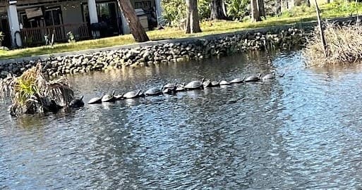 Nature River Tour: Two-Hour Wildlife Boat Cruise photo 4