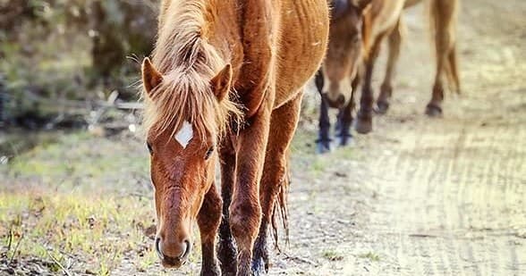 Wild Horse Adventure Tours fleet
