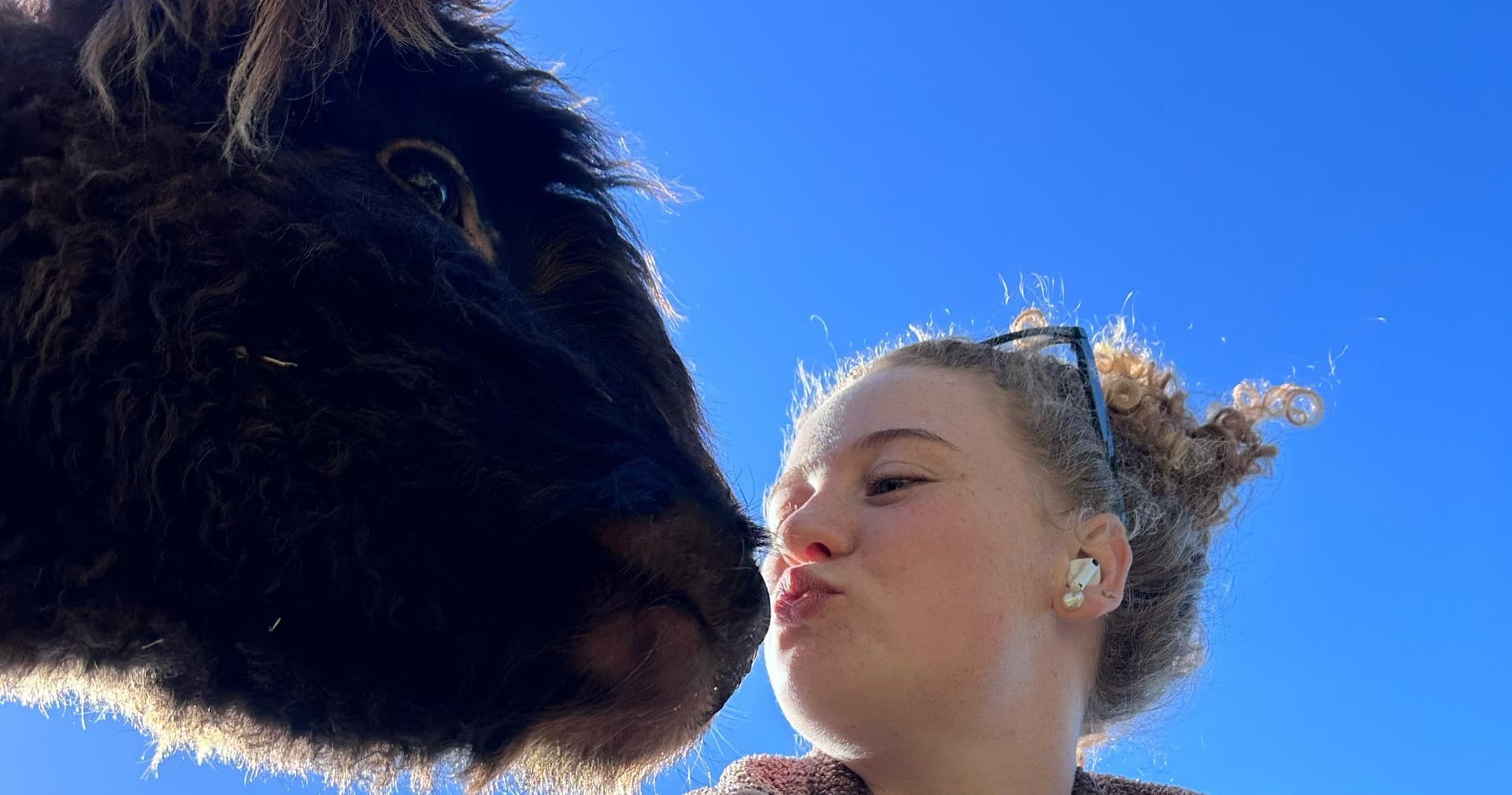 Meet and Cuddle Highland Cows in Mitchell Park: A 30-Minute Farm Encounter