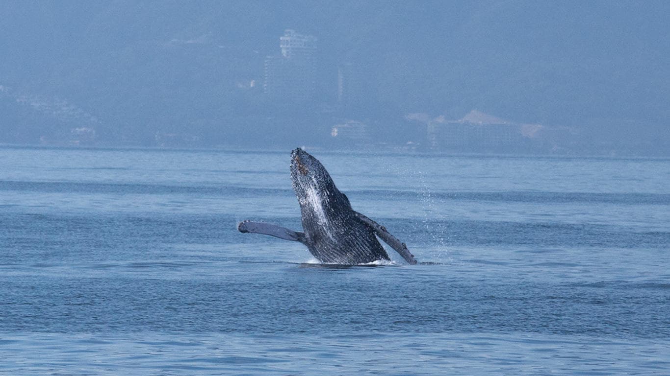 Wildlife & Water: Whale Watching with Puerto Vallarta Net