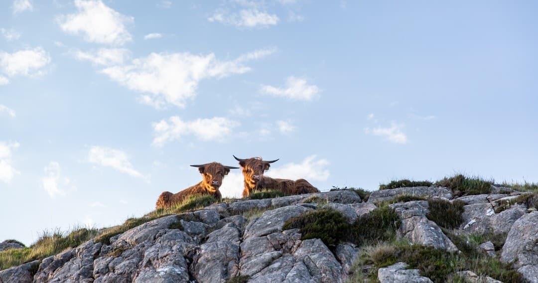 Highland cattle resting on rocky outcrop under blue sky