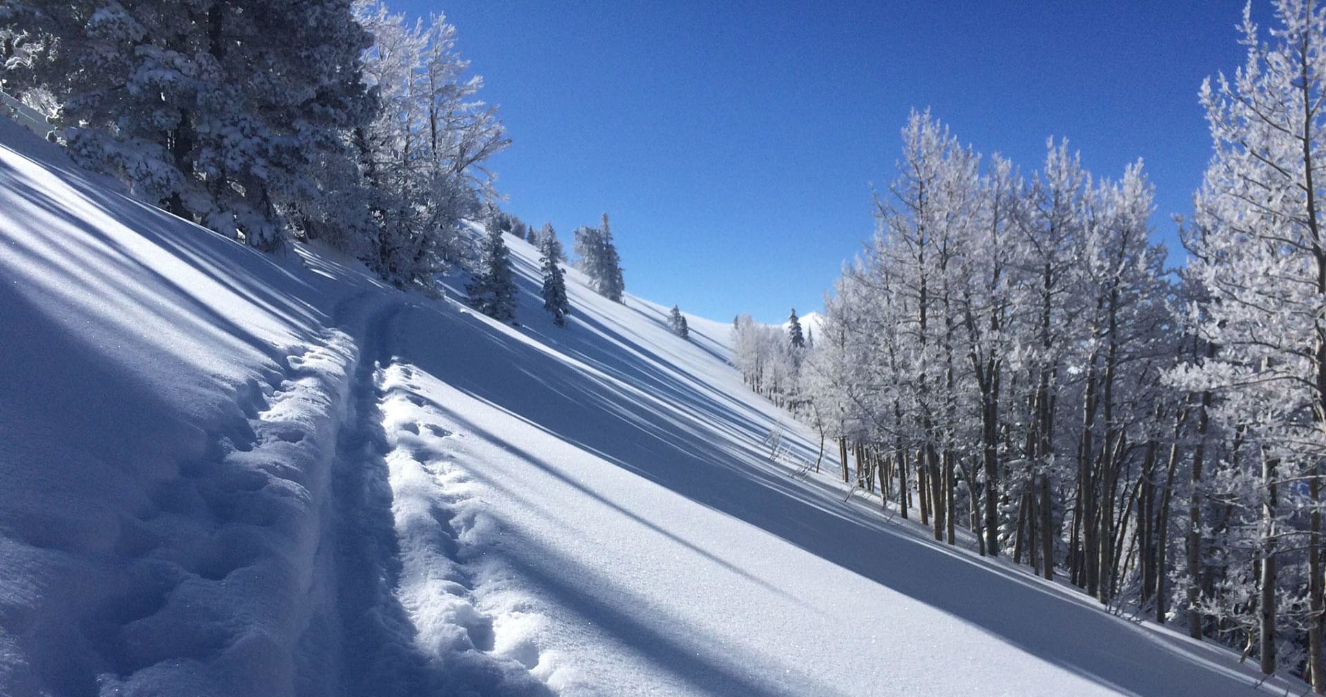 Snowy alpine slope with ski tracks and frosted aspen trees