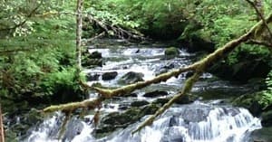Mossy forest stream cascading over rocks in temperate rainforest