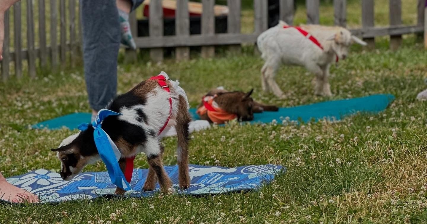 Baby Goat Yoga and Bottle-Feed at Ridley Sanctuary, Folsom PA