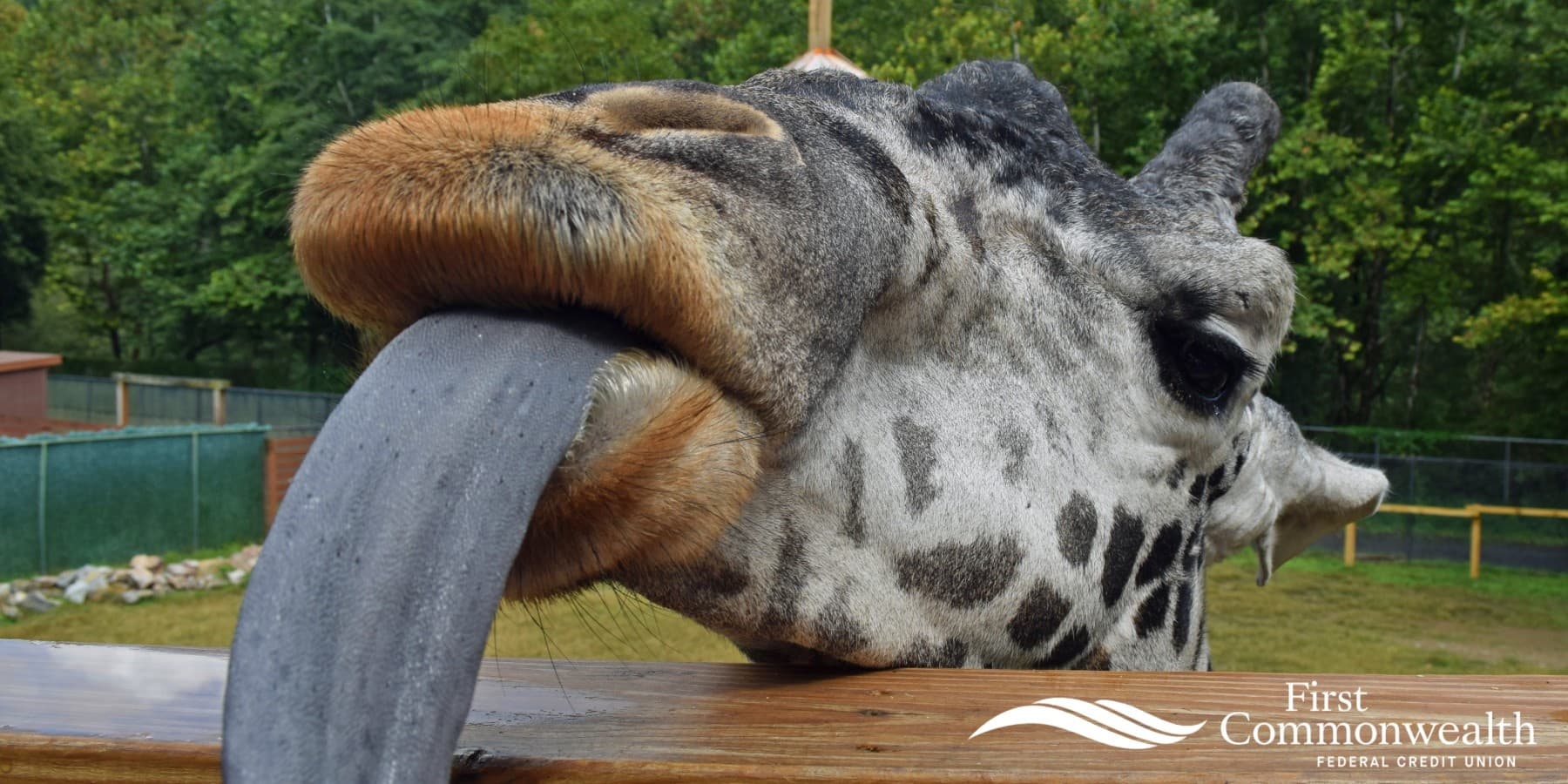 Giraffe Feeding Experience at Lehigh Valley Zoo, Pennsylvania