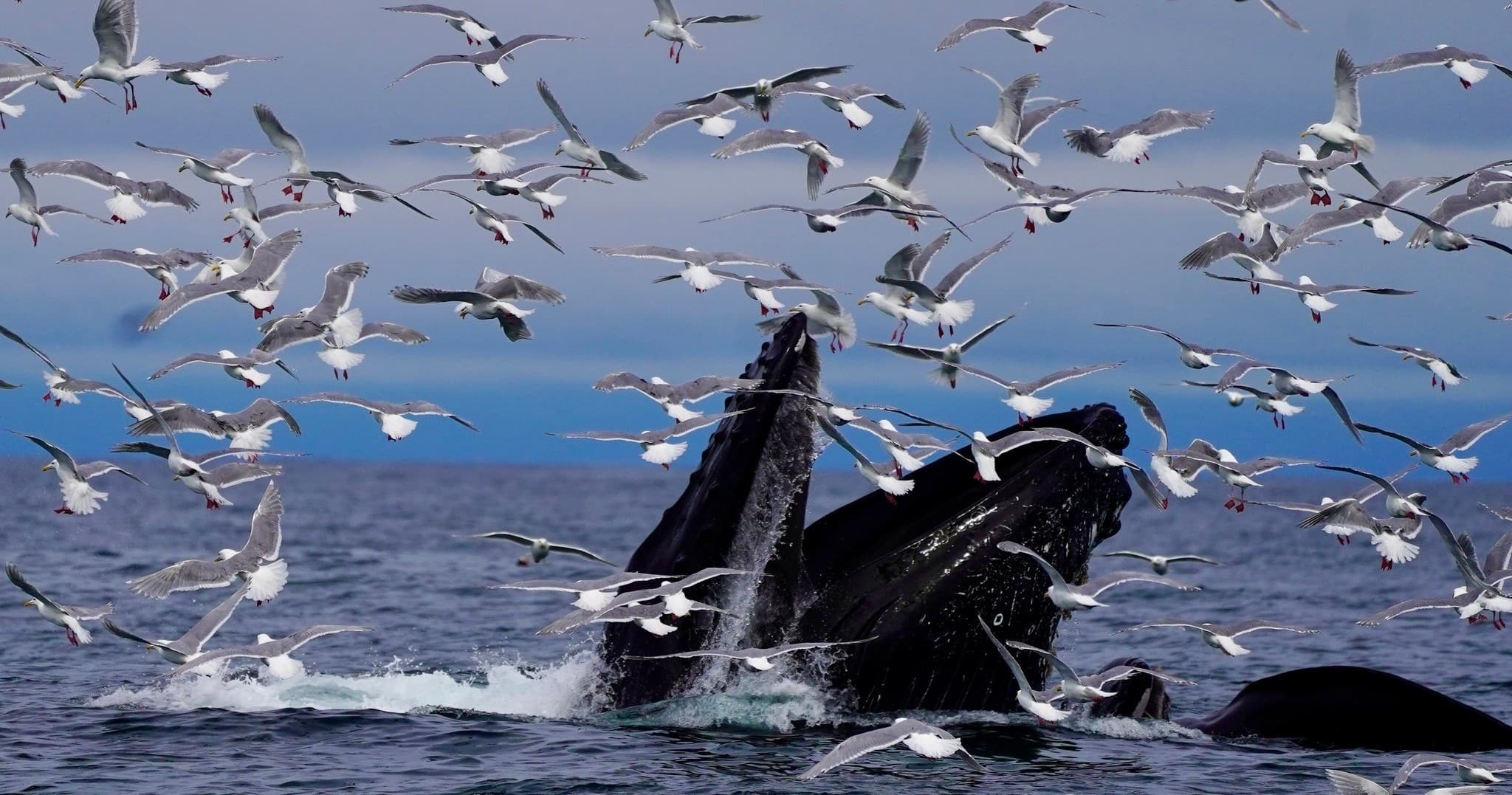 Extended Kenai Fjords National Park Private Tour — Northwestern Fjord, Glacier & Birding from Seward
