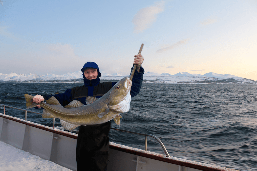 Experience Trophy Skrei Cod Fishing on a Luxury Arctic Charter in Tromsø