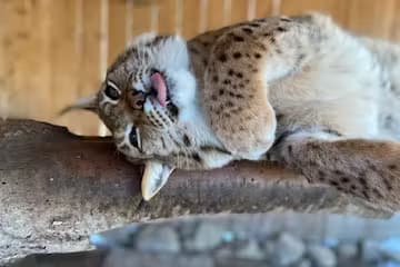 Wildlife & Nature Adventure at Animal Adventures Camp