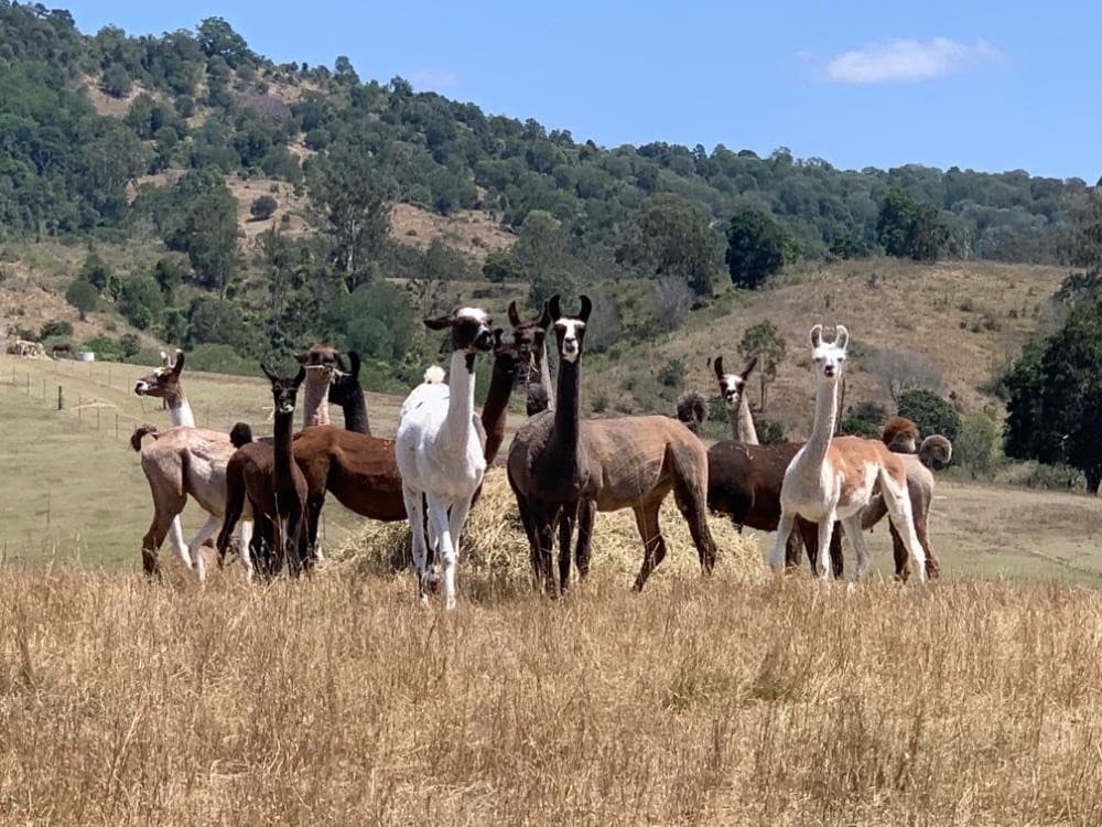 Meet the Llamas: Faces of the Farm Tour in Pine Mountain, Queensland
