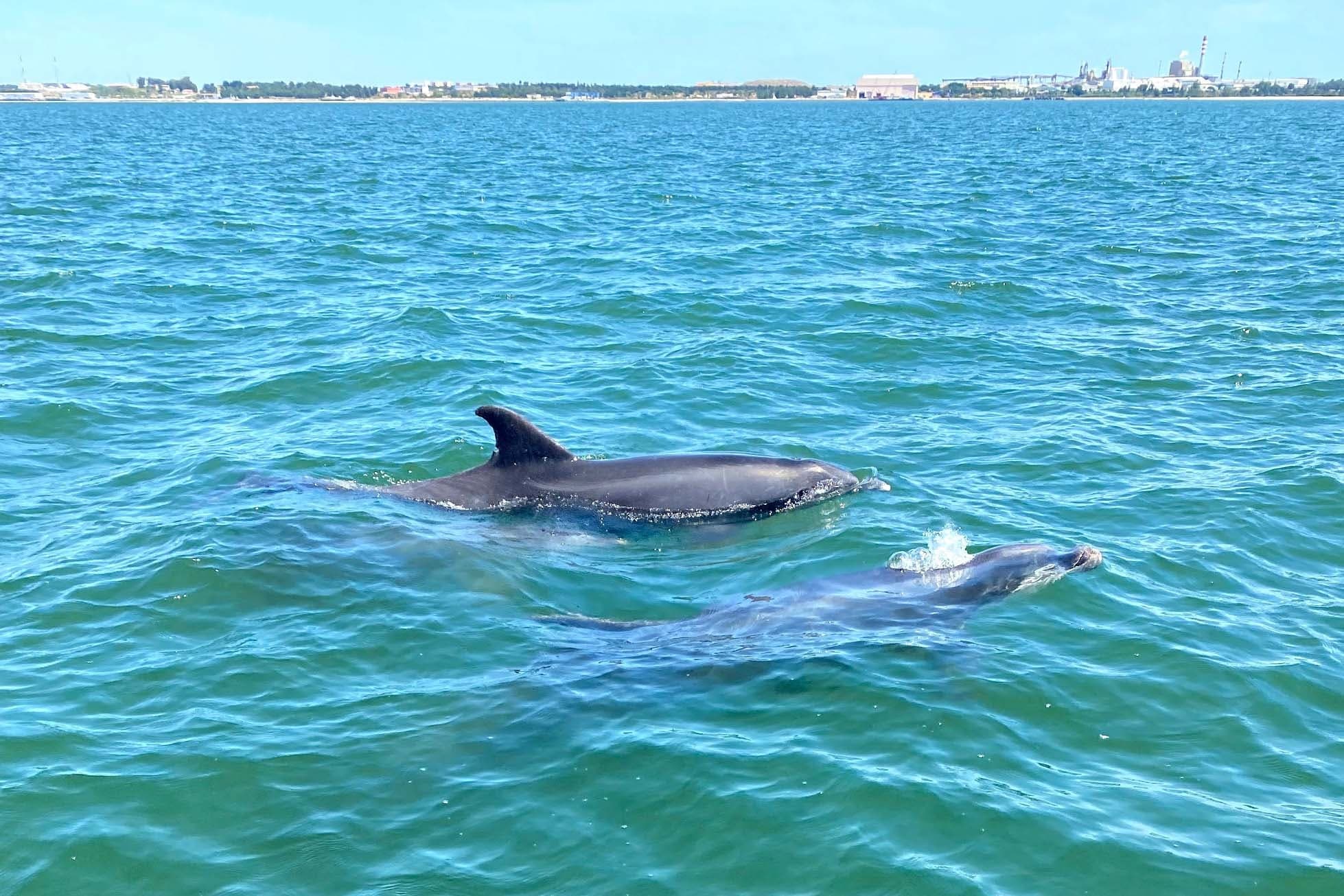 Dolphins swimming alongside boat in clear Atlantic near Sesimbra