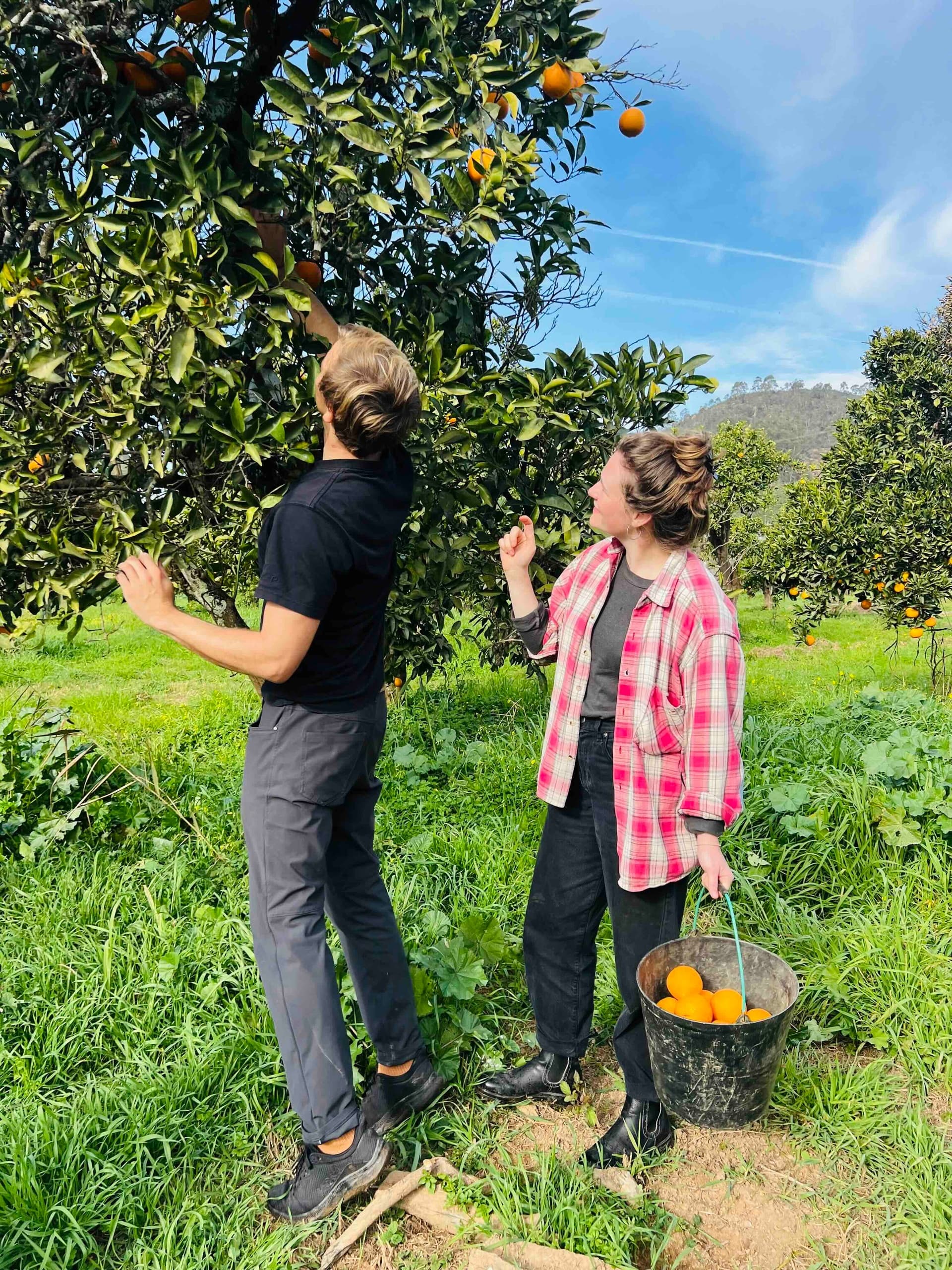 Orange Picking & Jam Making with Algarve Food Experience