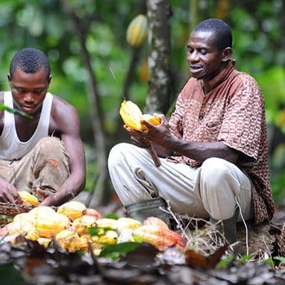 Farmers harvesting ripe cocoa pods in tropical rainforest cacao farm