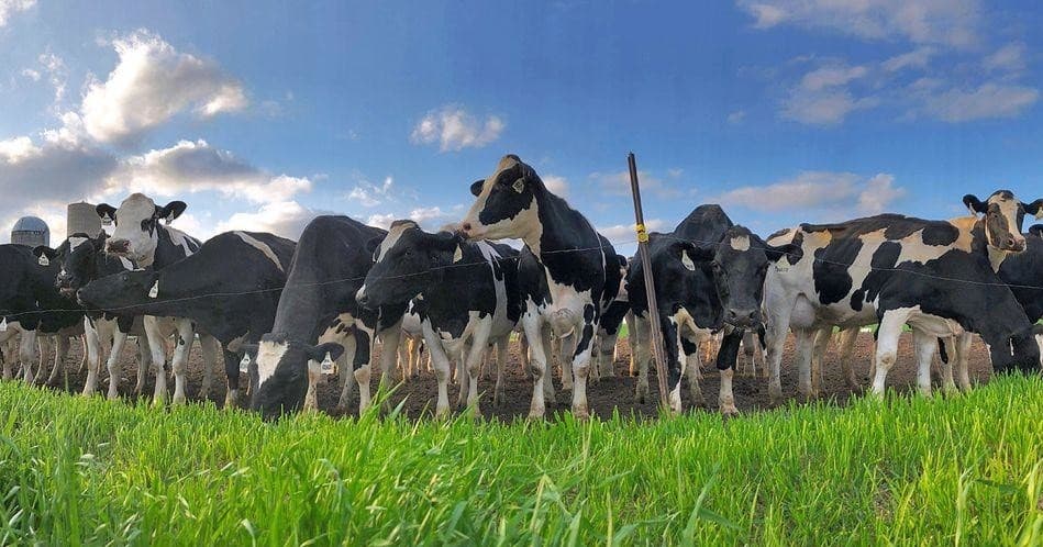Herd of Holstein dairy cows grazing on a green farm field
