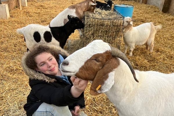 Smallholder Goat Keeping Course Near Dover: City & Guilds Training on a Working Smallholding photo 3
