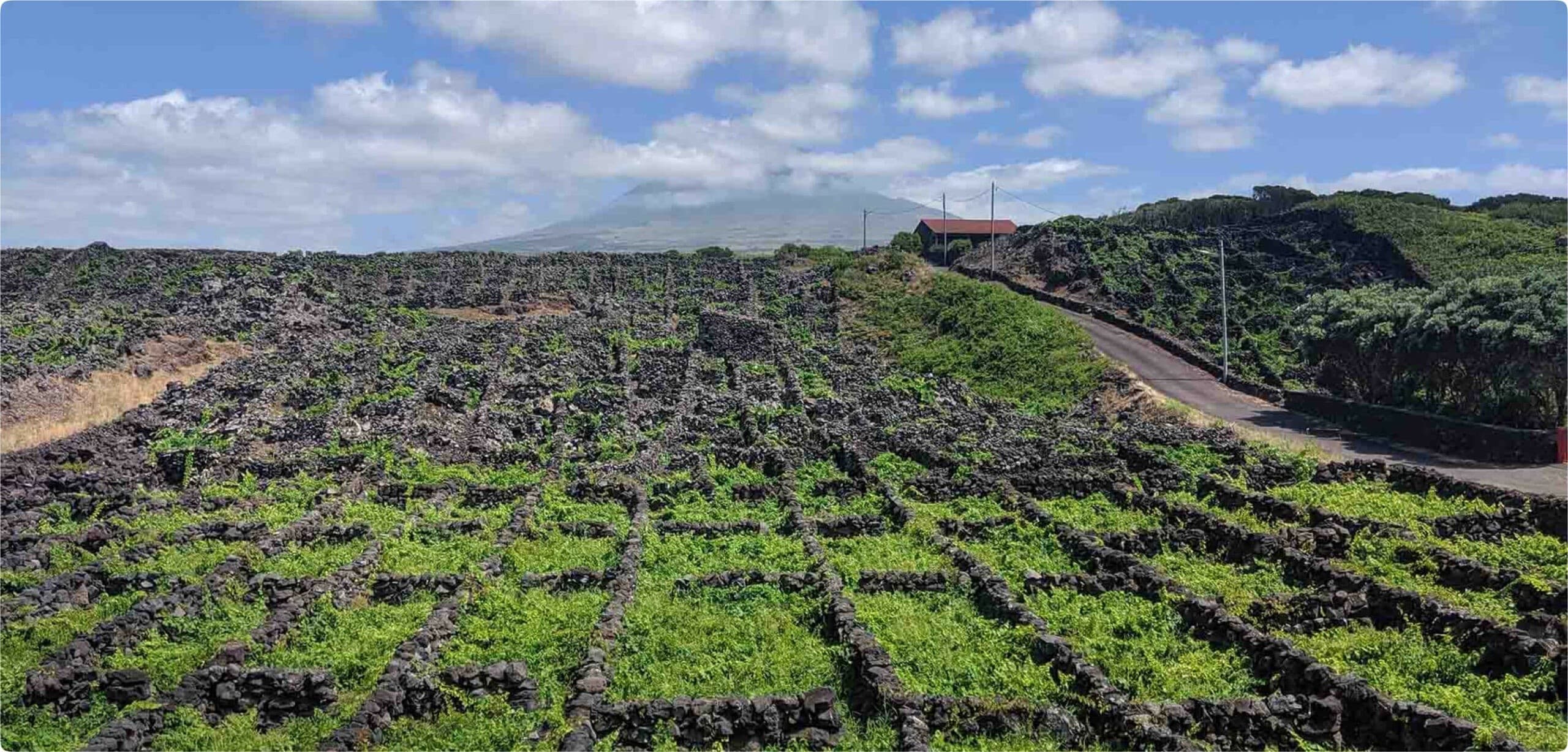 pico-island-vineyard-buggy-tour-vinhas-by-buggy