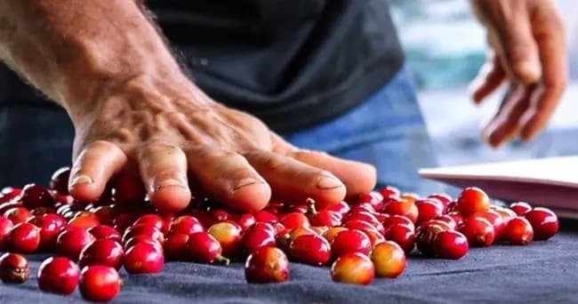 Hands-On Coffee Farming in San Lorenzo: Specialty Coffee Tour and Tasting