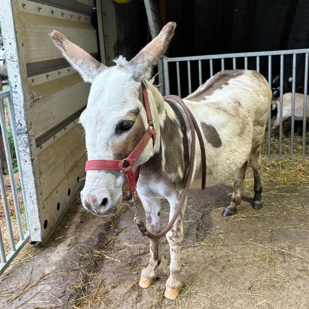 Miniature Donkey Snuggles in Bright, Ontario — Donkey Walks & Cuddles photo 3