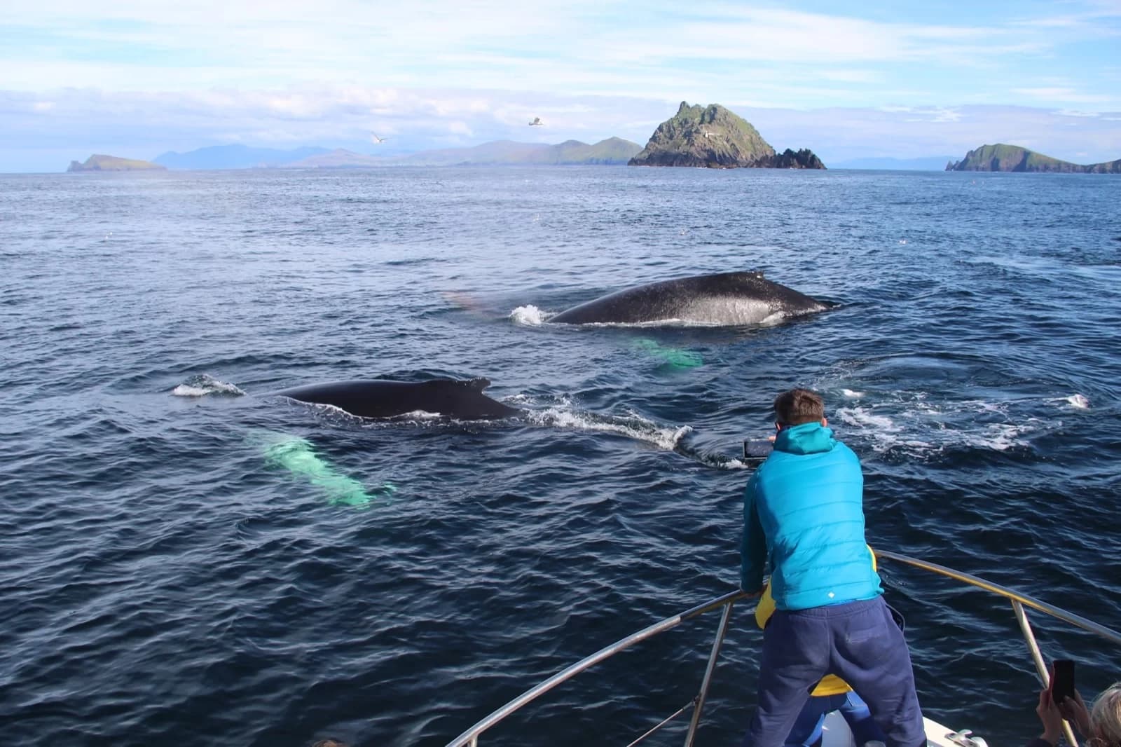 Morning Sea Safari from Ventry: Blasket Island wildlife & Slea Head boat tour