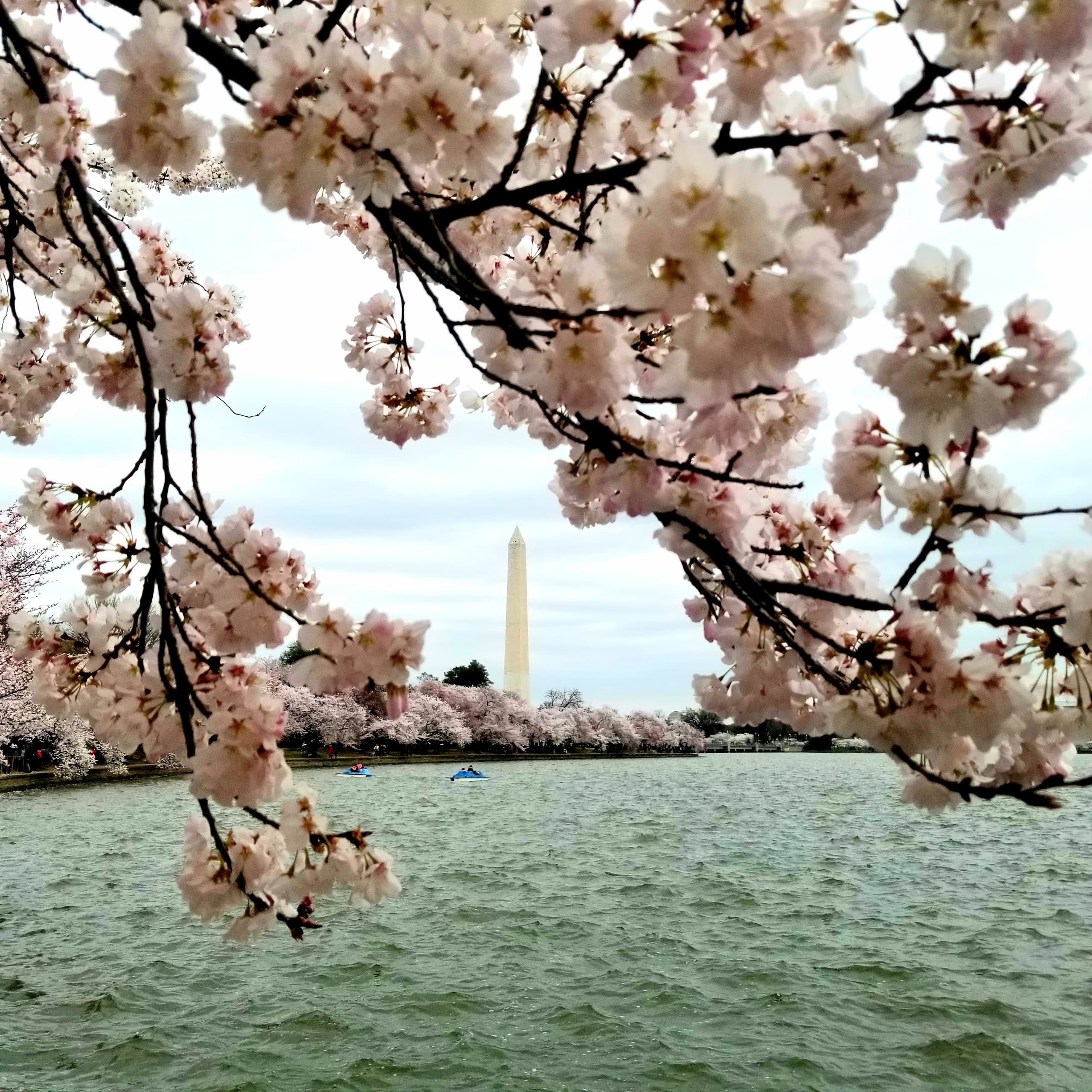 Tidal Basin Cherry Blossom Tour: DC's Monuments, Trees & Hidden History photo 2