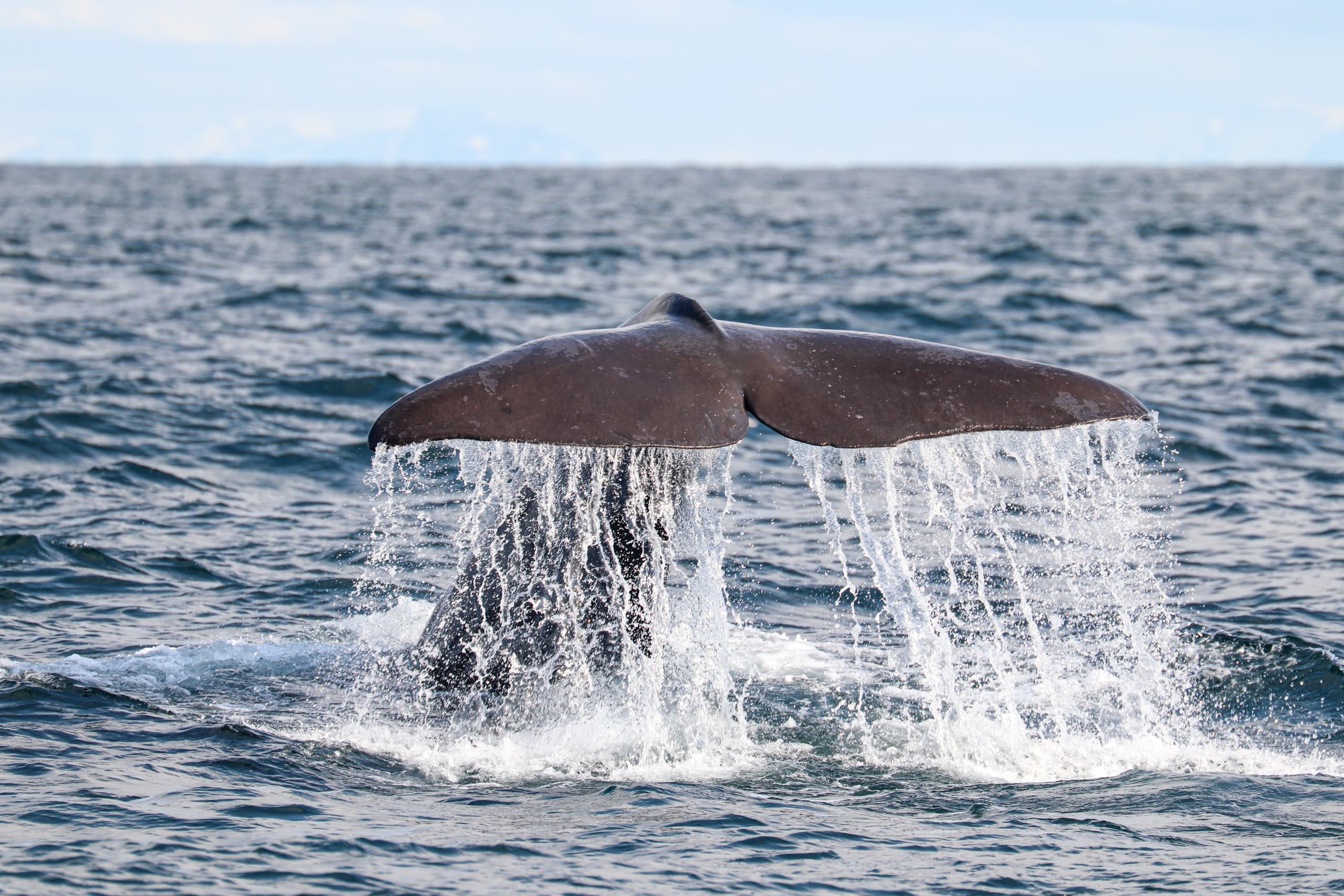 Unforgettable Summer Whale Safari in Andenes: Europe's Prime Arctic Marine Adventure