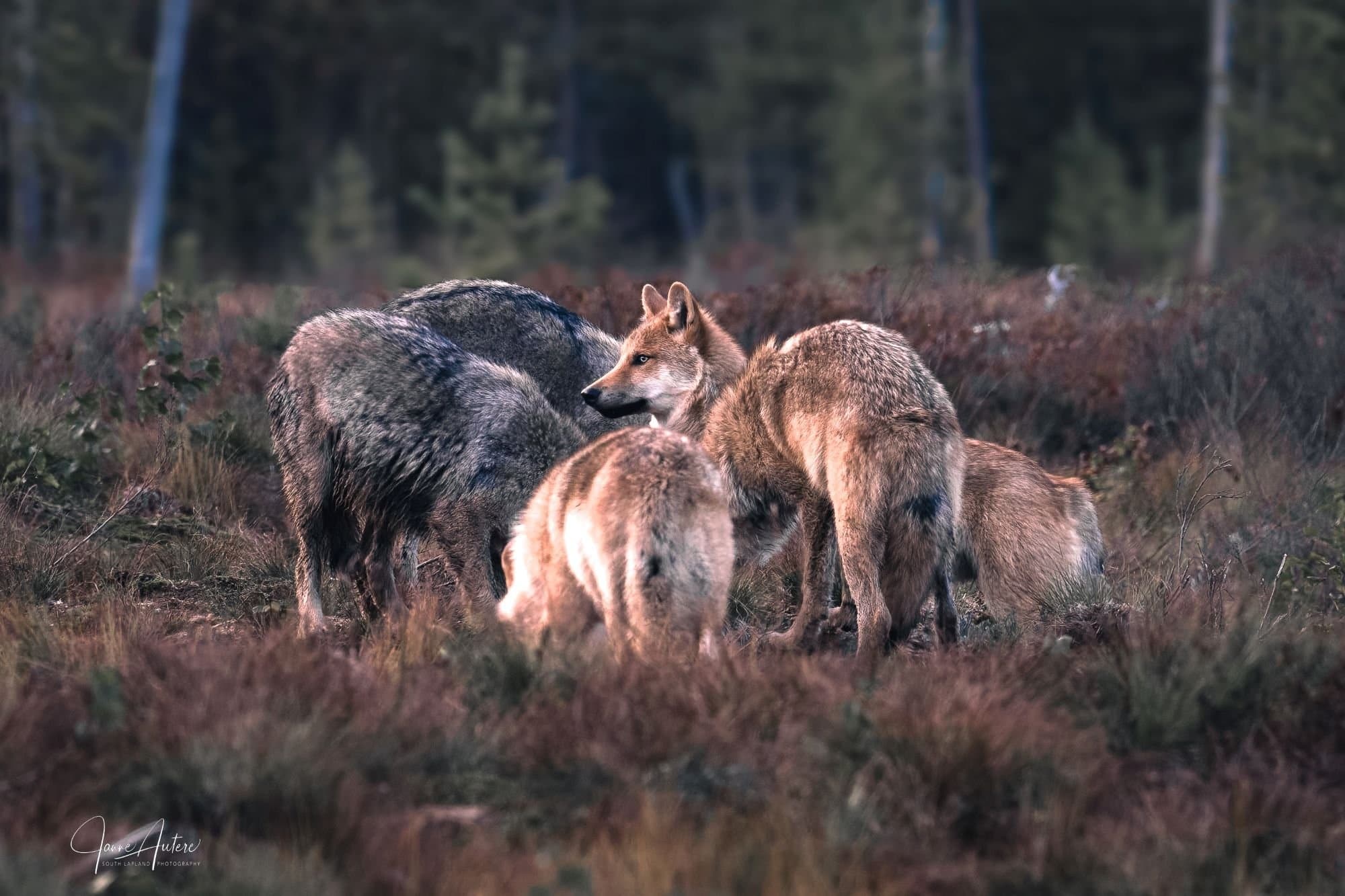 Inside Six Pack: Finland's Greatest Northern Wildlife Photography Week