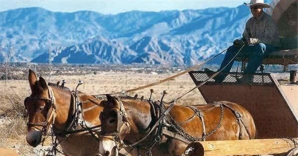Mule-drawn wagon ride across desert valley with mountain views