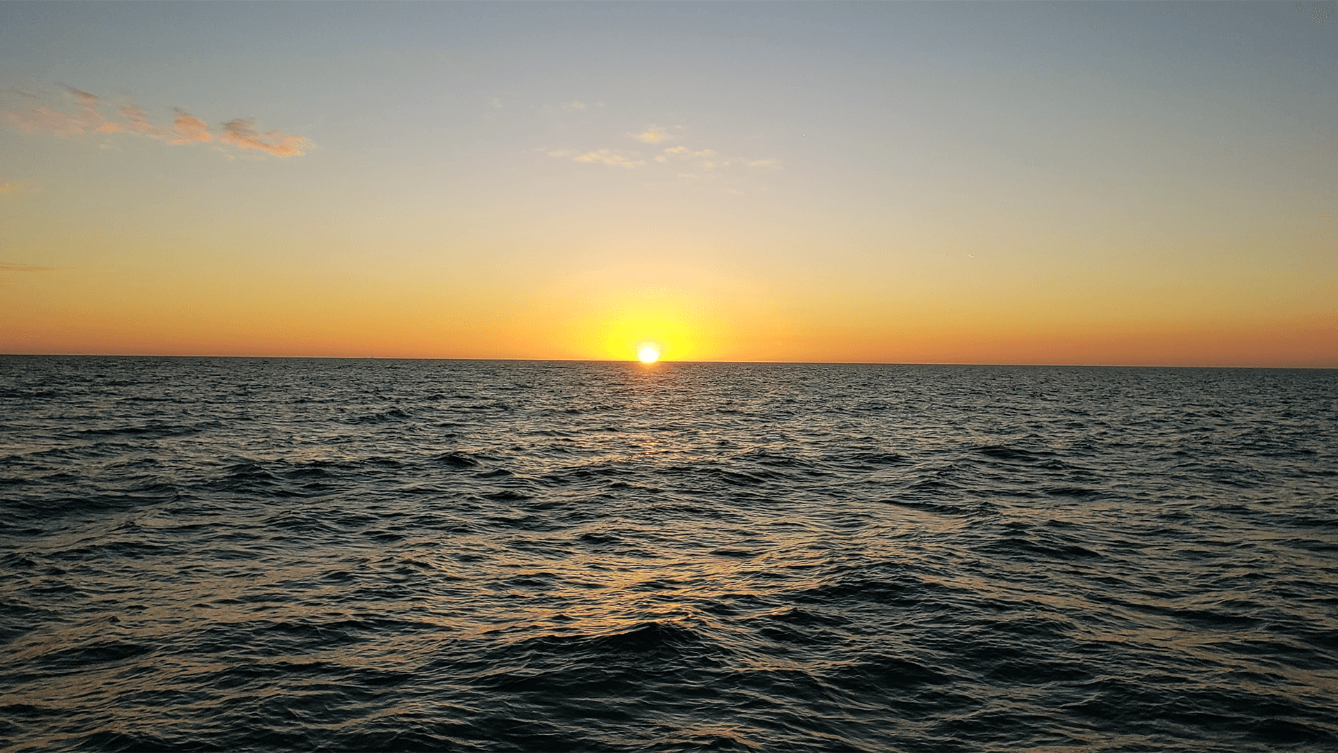 Sunset Shelling & Dolphin Tours with Suncoast Watersports
