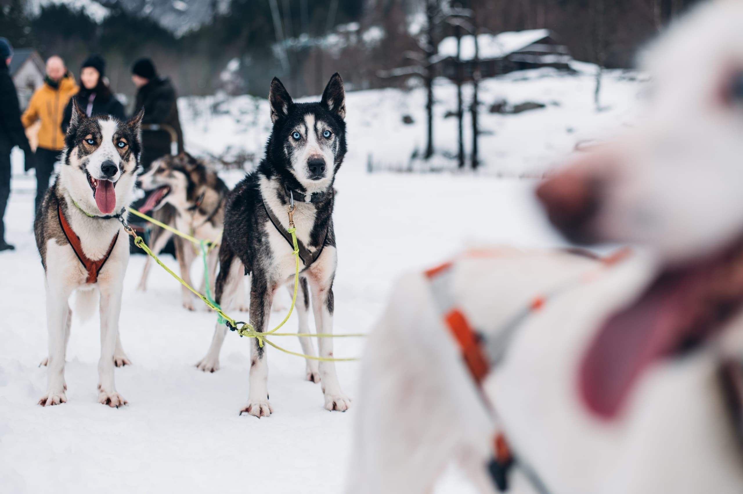 Dog Sledding Adventures with Sirdal Huskyfarm in Tonstad