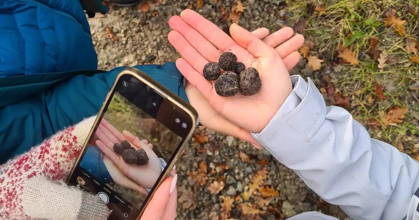 Truffle Hunting & Lunch with Farm Experiences & Tours in Turin