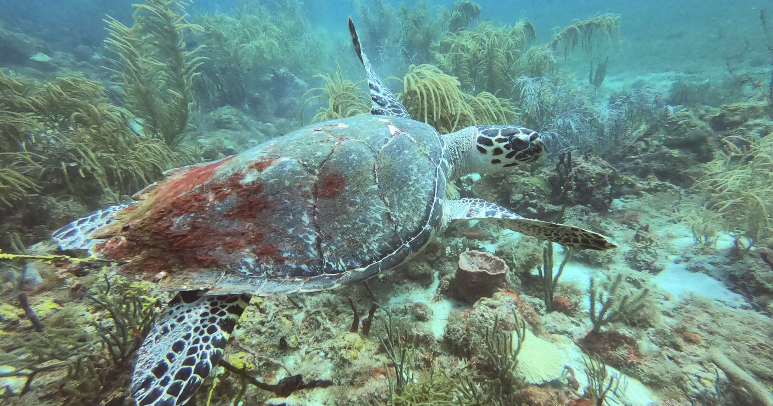 Water Activities: Half-Day Sail & Snorkel with Sailing Asante in Virgin Islands