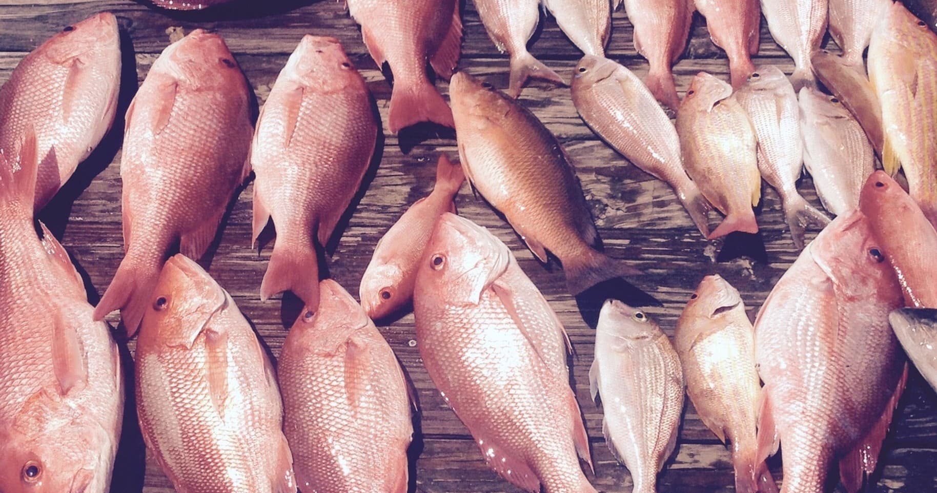 Fishing Adventure with Captain Black's in the Gulf of America