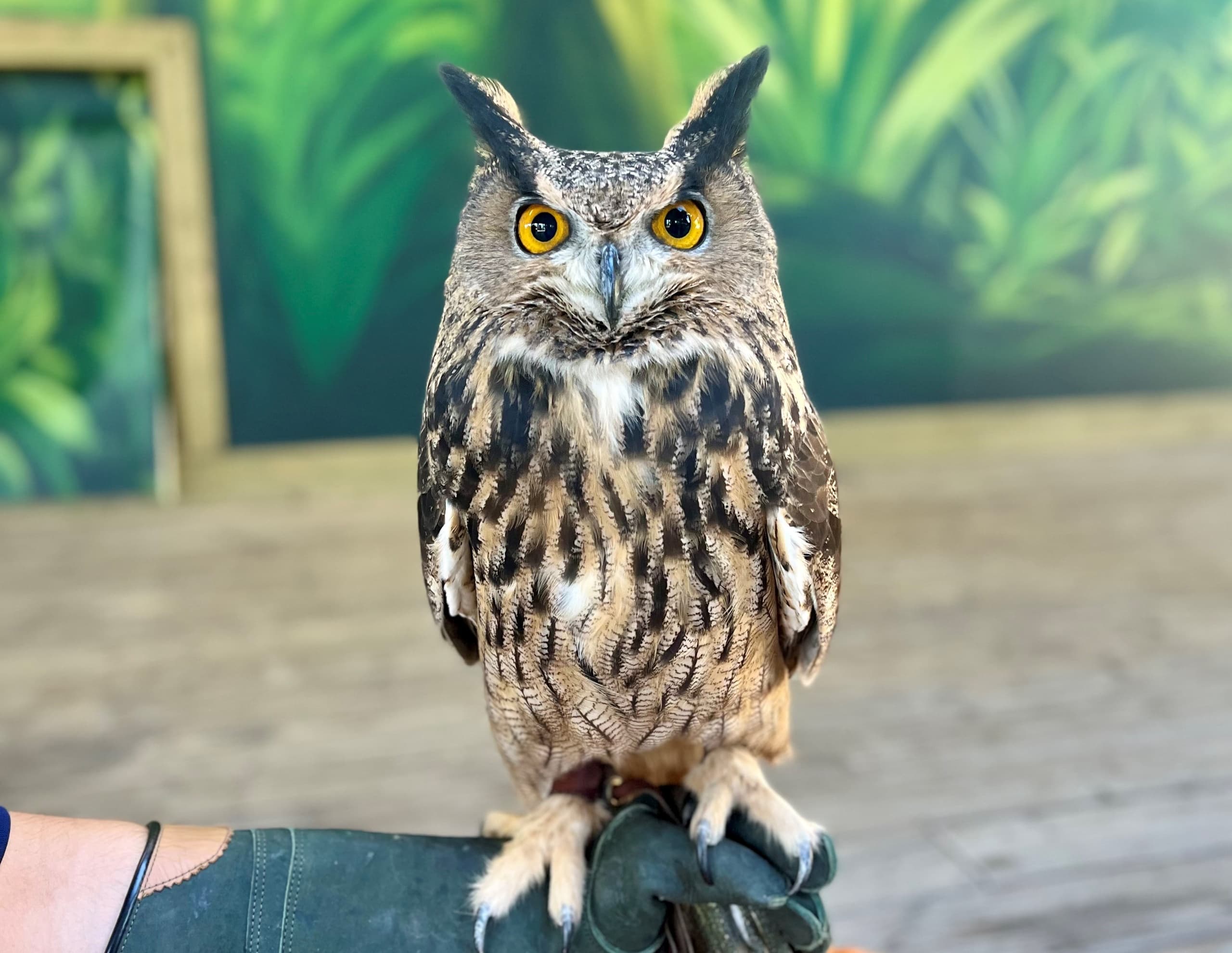 Meet Bucky: Owl Meet and Greet at Downtown Aquarium Houston
