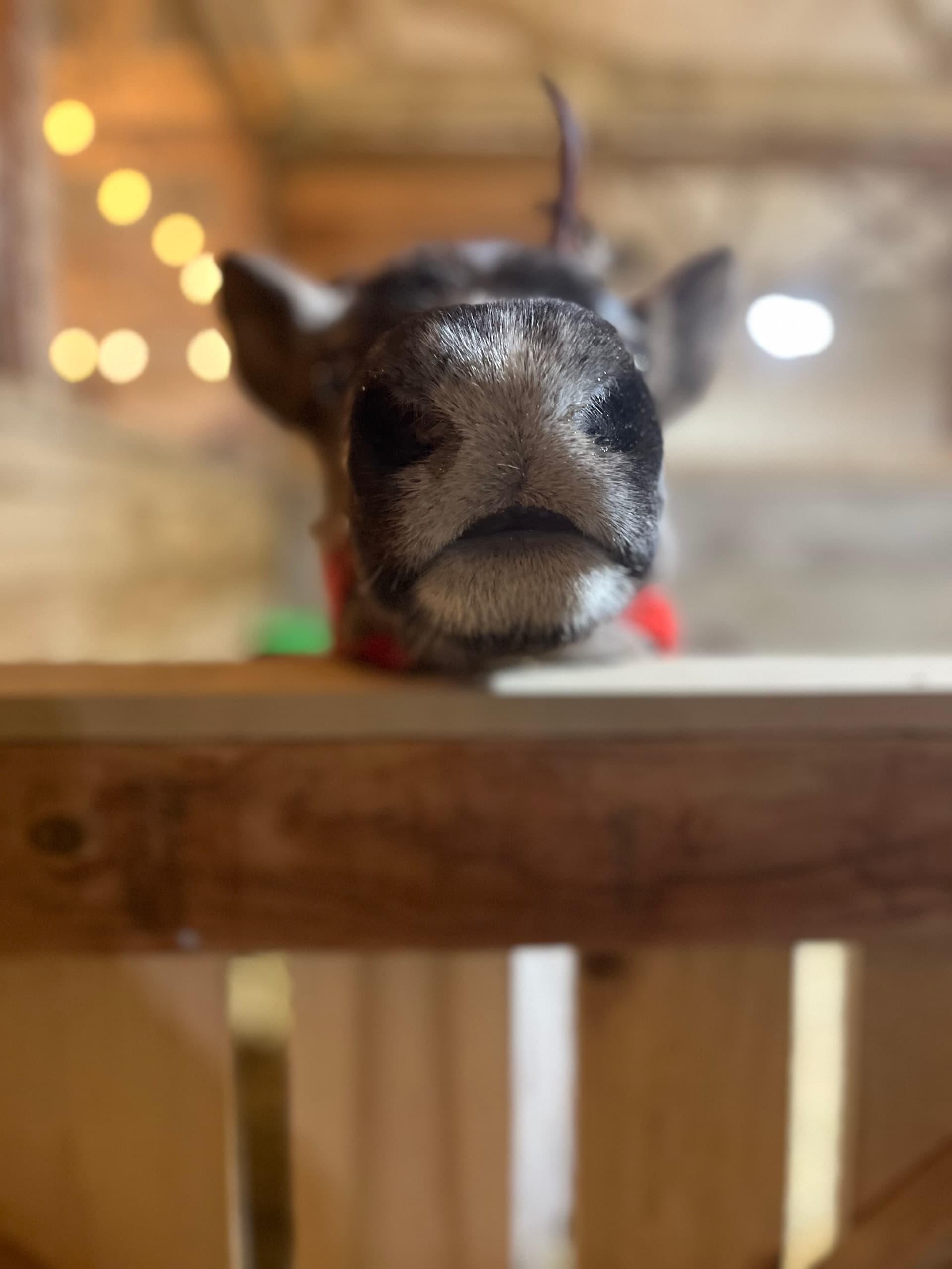 Reindeer Barn Tour in Union Grove WI: Up-Close Winter Wildlife Experience