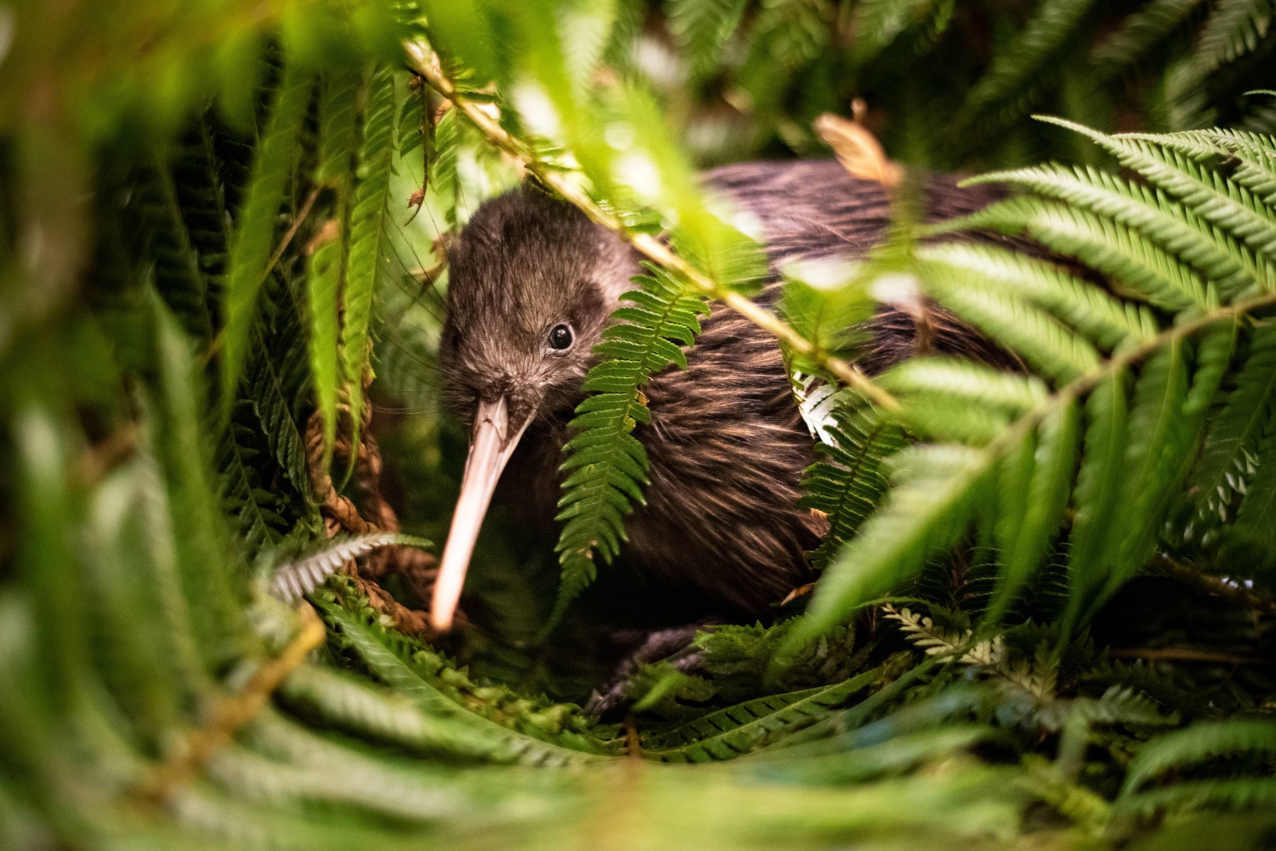 Inside Ōtorohanga Kiwi House: See Kiwi, Tuatara & Native Birds photo 3