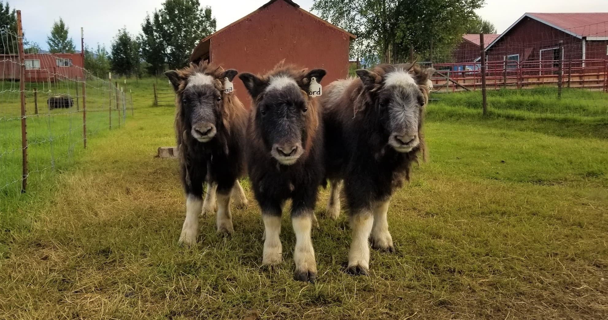 Musk Ox Madness: Scenic Drive & Farm Tour by Escaping Anchorage LLC