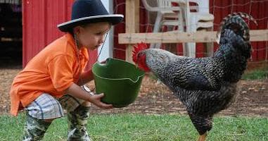 Toddler offering feed to large chicken at outdoor petting farm