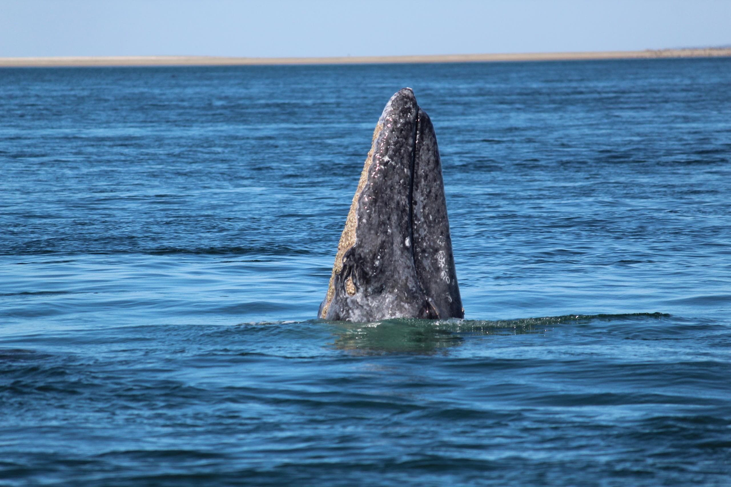 Gray whale breaching in open ocean during wildlife tour