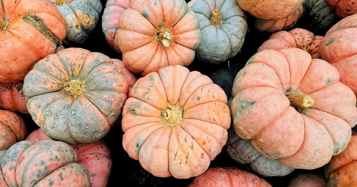 St. Augustine Pumpkin Festival at Wesley Wells Farm: U-Pick Pumpkins, Hayrides & Local Makers