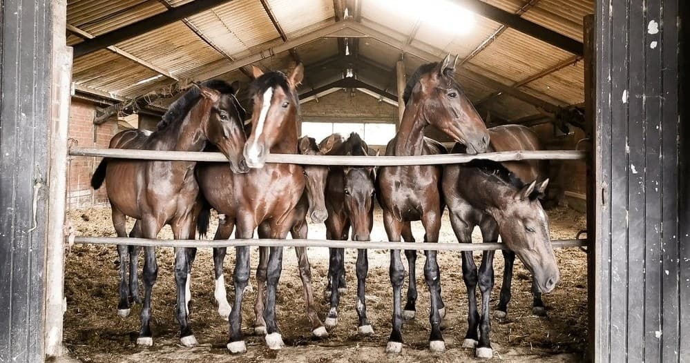 Master the Art of Horsemanship: Adults Only Group Riding Lessons in Oregon’s Eagle Creek