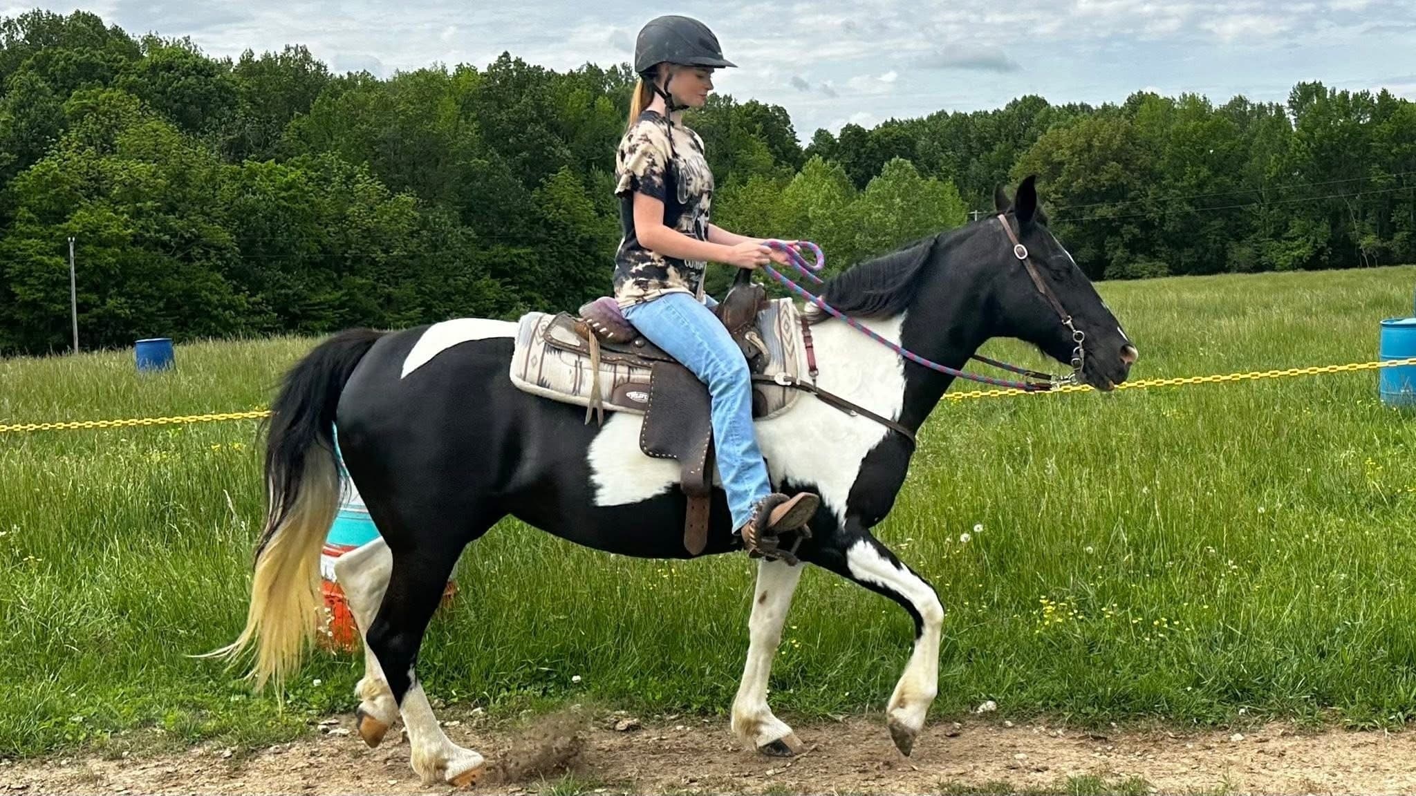 Hands-On Horsemanship: One Hour Private Lessons in Park City, Kentucky photo 3
