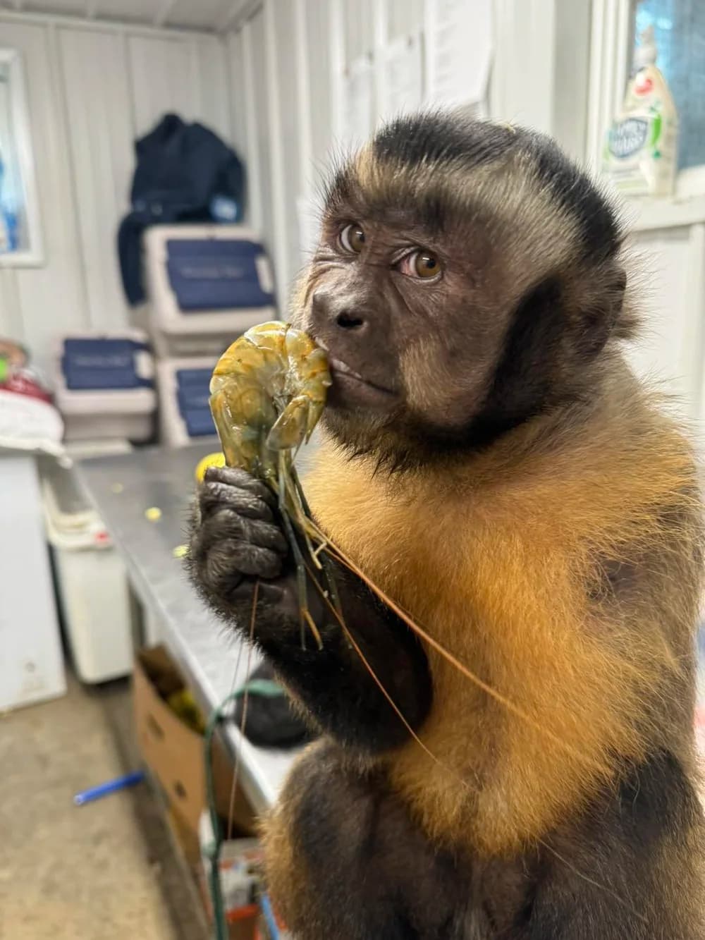 VIP Animal Encounters: Behind-the-Scenes Tour at Paws and Claws Encounters in Bremen, Ohio photo 2