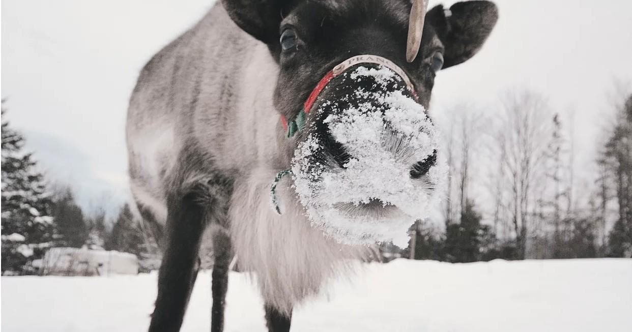 Close-up reindeer face covered in snow on winter landscape