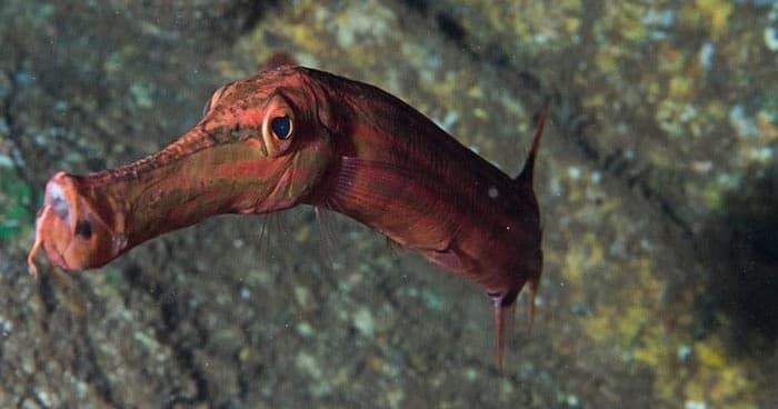 Twilight + Night Dive Combo: Maui Night Scuba Adventure in Lahaina