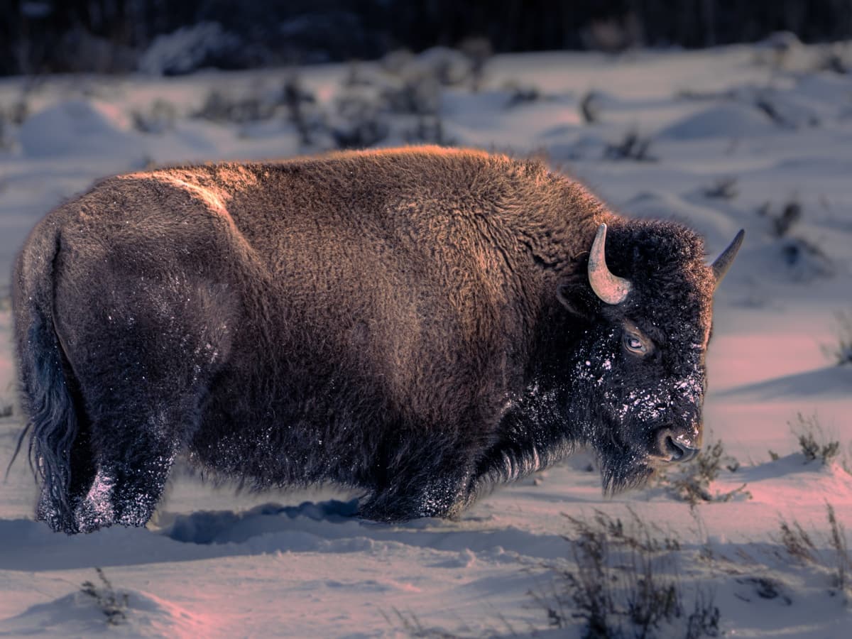Sunrise & Sunset Safaris (Winter) - Jackson Hole