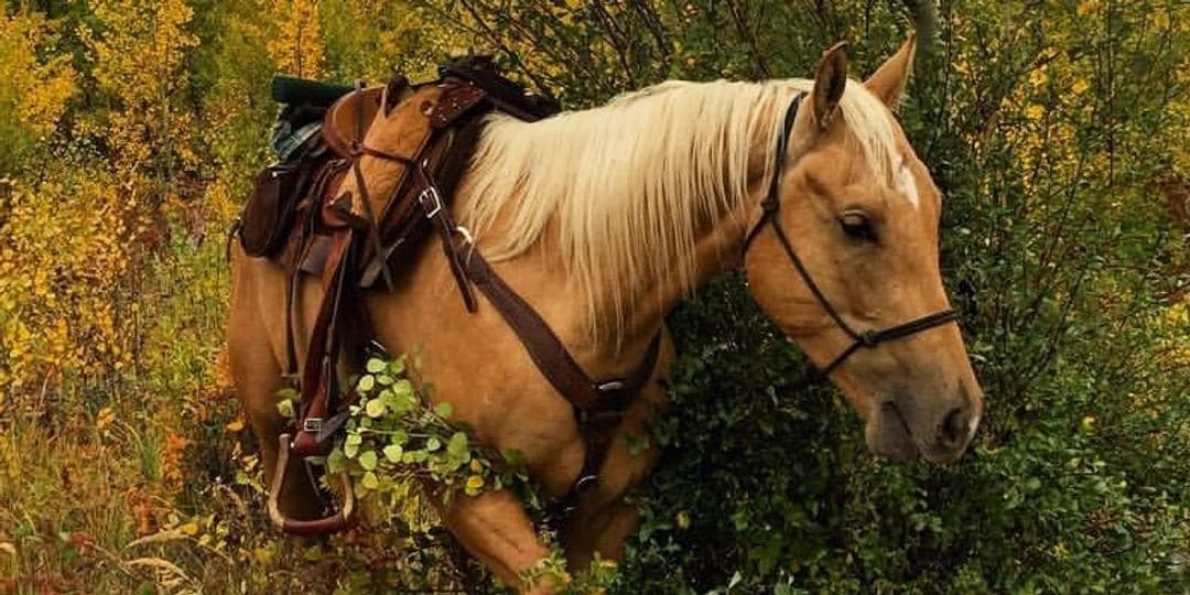 One-Hour Ranch Ride Bordering Yellowstone with Electric Peak Views