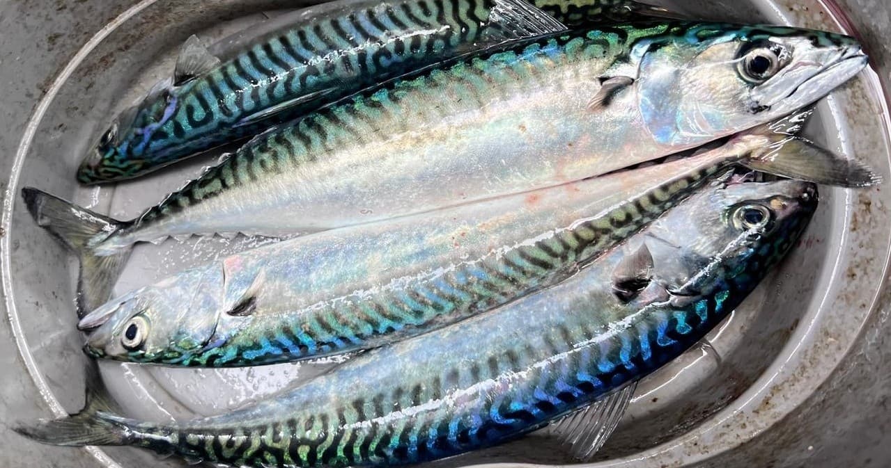 Silver mackerel laid in metal tray, fishing charter catch display