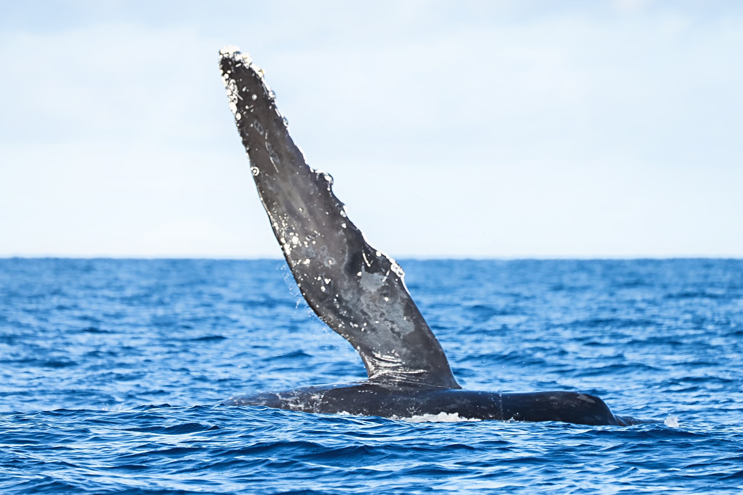Big Island Whale Watch and Snorkel COMBO — Kawaihae Humpbacks & Reef Turtles photo 1