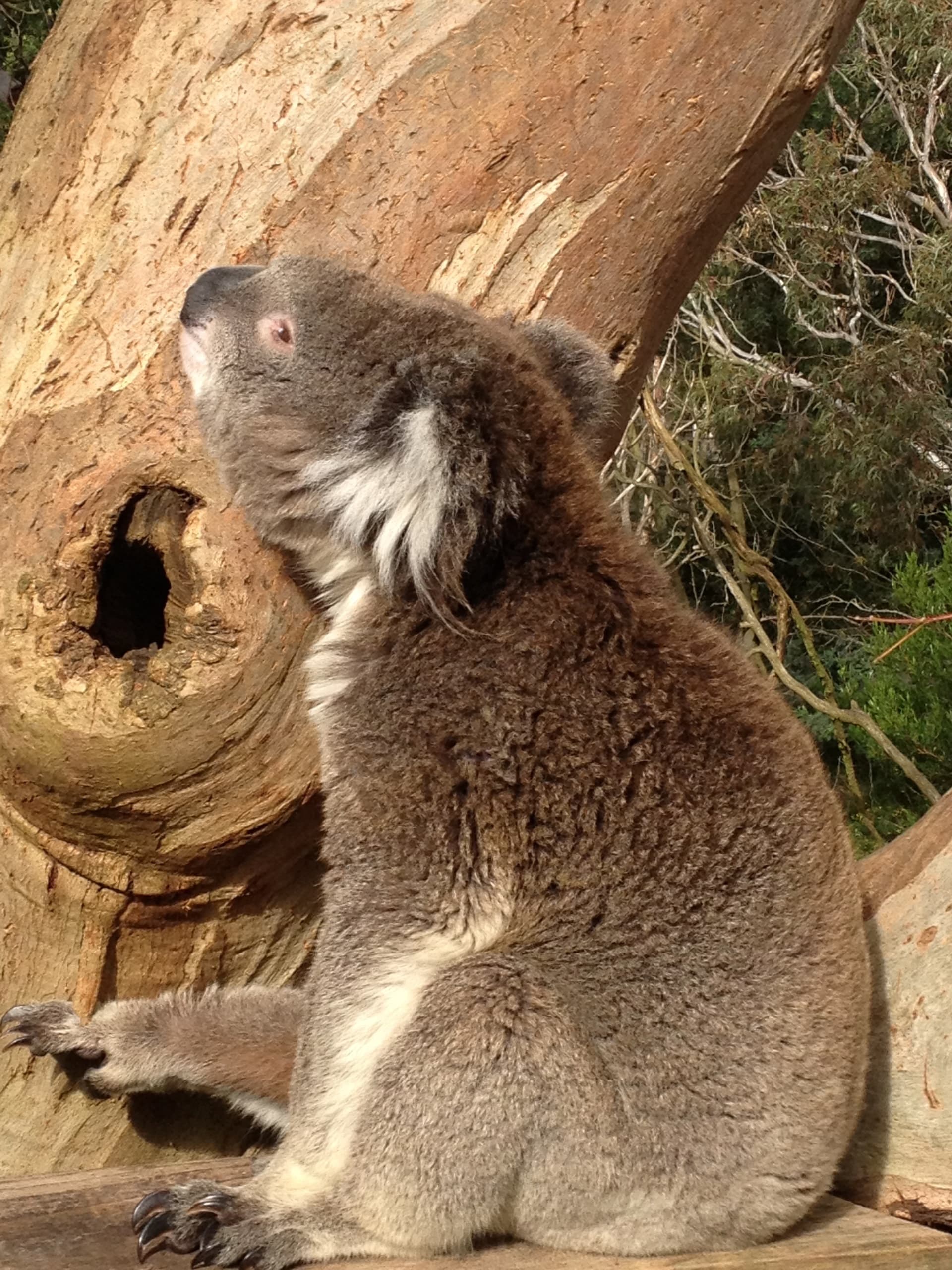 Koala Conservation Reserve with Phillip Island Eco Tours