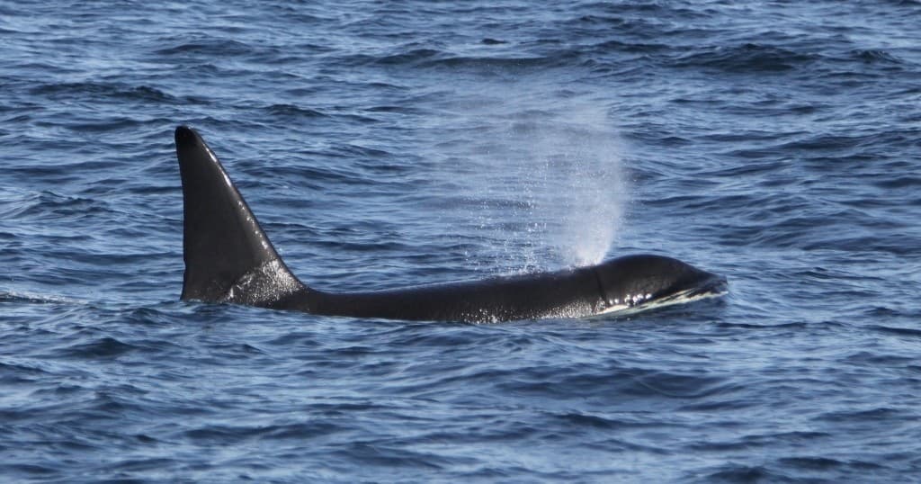 Whale and Wildlife Watching in West Cork: Unique Corporate Group Tours from Kinsale and Courtmacsherry