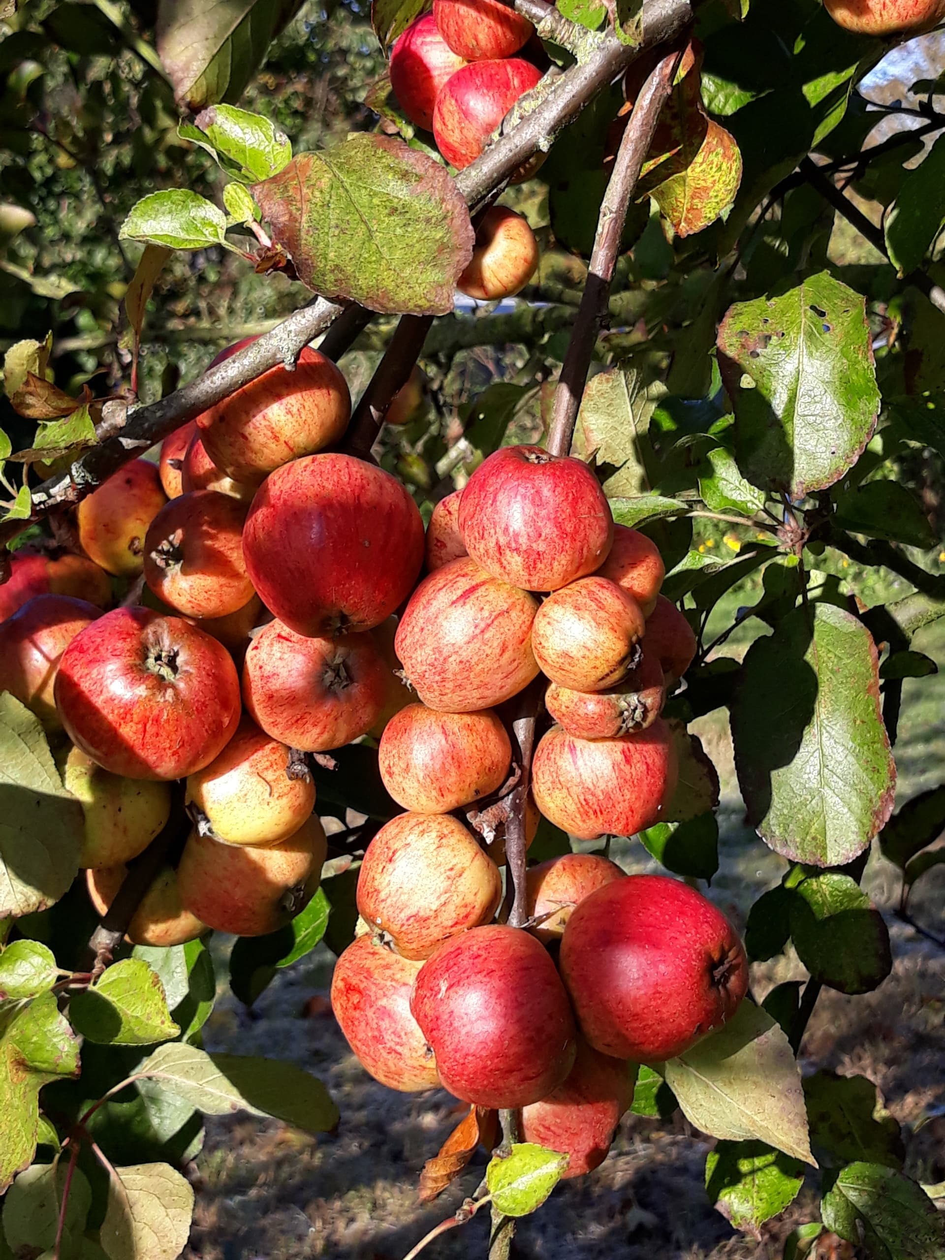 Cluster of ripe crabapples on tree branches in sunlit orchard